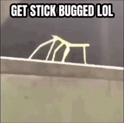 Get Stick Bug And Hand Fist  GIF