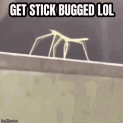 Get Stick Bugged Lol Rick Roll Meme GIF