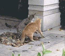 Getting Ready To Cat Fight In Yard GIF