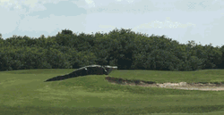 Giant Alligator In Golf Course