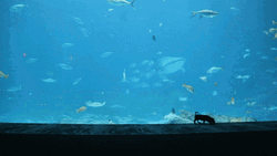Giant Aquarium Featuring Two Dogs GIF