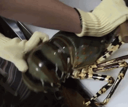 Giant Creepy Lobster Cooking Process GIF