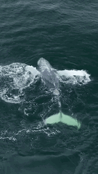 Giant Orca On The Ocean GIF
