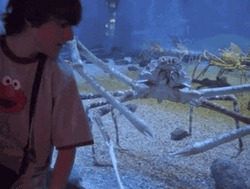 Giant Spider Crab Boy GIF