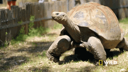 Giant Tortoise Walking Slow Nat Geo Wild GIF