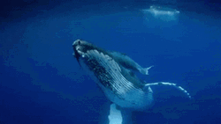 Giant Underwater Whale GIF