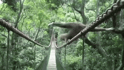 Gibbon Balancing On Bridge Rope GIF