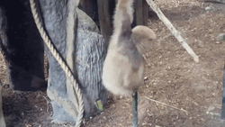 Gibbon Climbing On Pole GIF