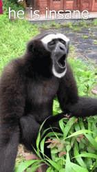 Gibbon Going Crazy GIF