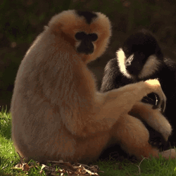 Gibbon Looking Behind GIF