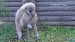 Gibbon Shaking GIF