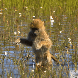 Gibbon Walking On River GIF