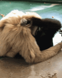Gibbons Fighting GIF