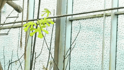 Gibbons Swinging GIF
