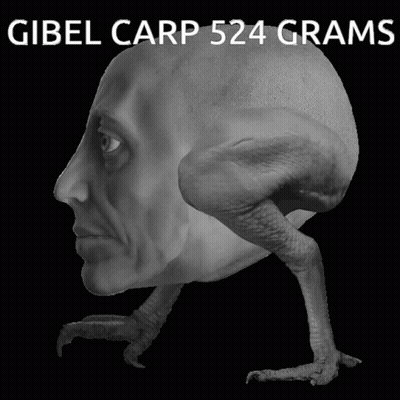 Gibel Carp 524 Grams Above Statue GIF
