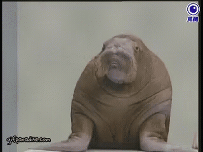 GIF From GIFParadise GIF