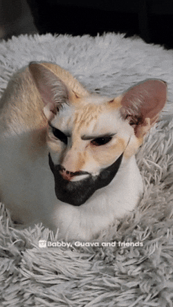 Gigachad Meme Cat With Thick Beard GIF