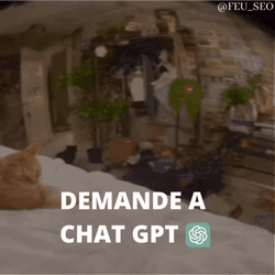 Ginger Cat Demanding Chatgpt Meme GIF