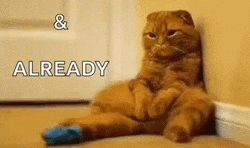 Ginger Cat I Miss You Already My Human GIF