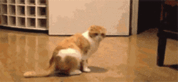 Ginger Cat Lay Down GIF