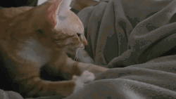 Ginger Cat Making Biscuits Comfy Blanket GIF