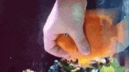 Ginniemeow Blub GIF
