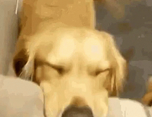 Giphy Logo Be Animated GIF