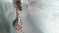 Giraffe Acting Cute