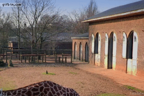 Giraffe At Brick Building With Gifbin.com Logo GIF