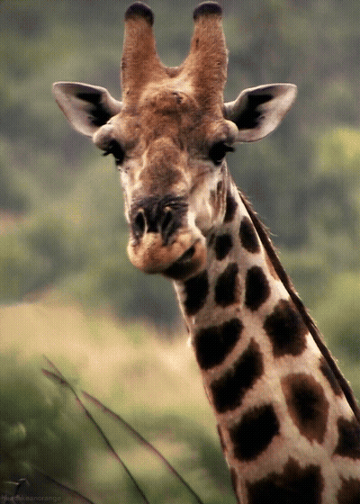 Giraffe Close Up Face And Neck GIF