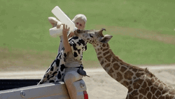Giraffe Drinking Milk GIF