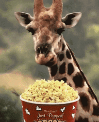 Giraffe Eating Popcorn