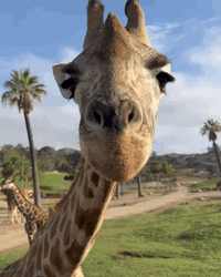Giraffe Funny Eating GIF