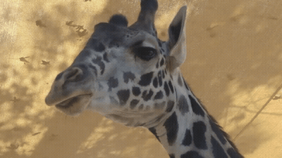 Giraffe Head Close Up GIF