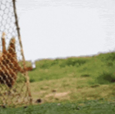 Giraffe In Field GIF
