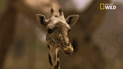 Giraffe Licking Tongue Out GIF