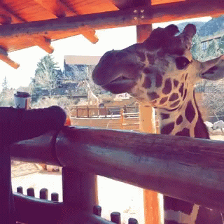 Giraffe Looking Over Fence GIF