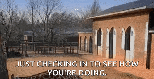 Giraffe Lying In Front Of Building GIF