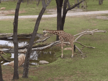Giraffe Playing On The Pond