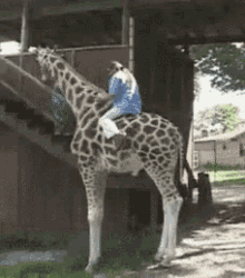 Giraffe Riding Fail GIF 