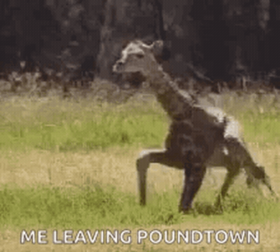 Giraffe Running Saying Me Leaving Poundtown GIF