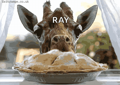 Giraffe's Head In Pie Ray GIF