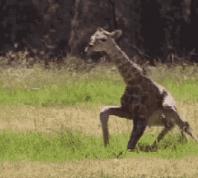 Giraffe Standing On Hind Legs GIF