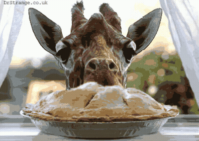 Giraffe Sticking Head Into Pie GIF