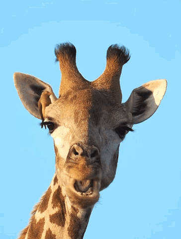 Giraffe Sticking Out Tongue GIF