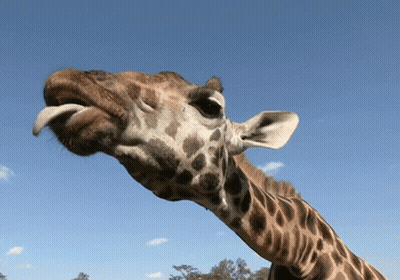 Giraffe Sticking Tongue Out GIF