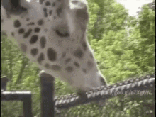 Giraffe Sucking A Pole