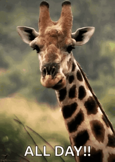 Giraffe With All Day Text GIF