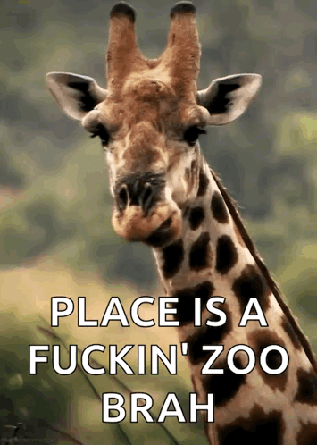 Giraffe With Place Is A Zoo Brah GIF