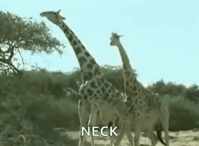 Giraffes Eating Leaves From Tree GIF
